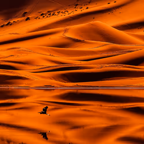 Golden Serenity in the Sahara