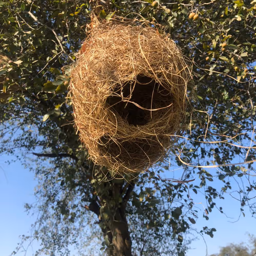 Sparrow's Nest