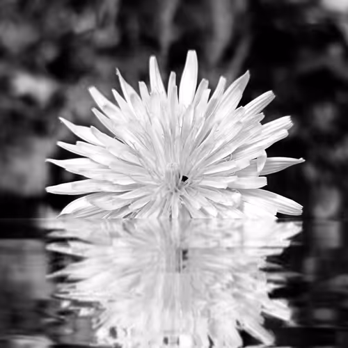Reflection