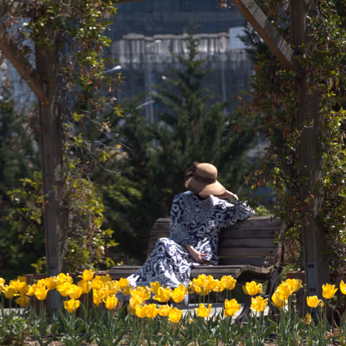 Solitude among Tulips