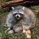 Fat Crosschain Raccoon on Base