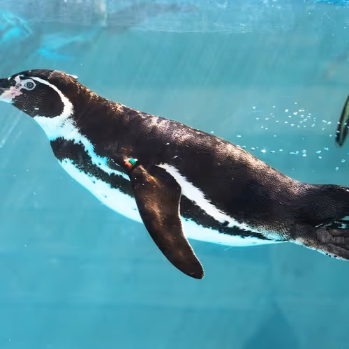 Penguins