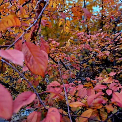 Autumn