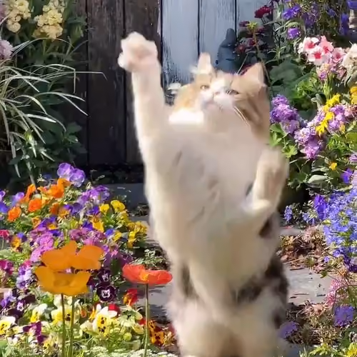 Basebunny