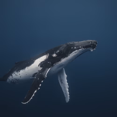 Ocean - The Degen Collection