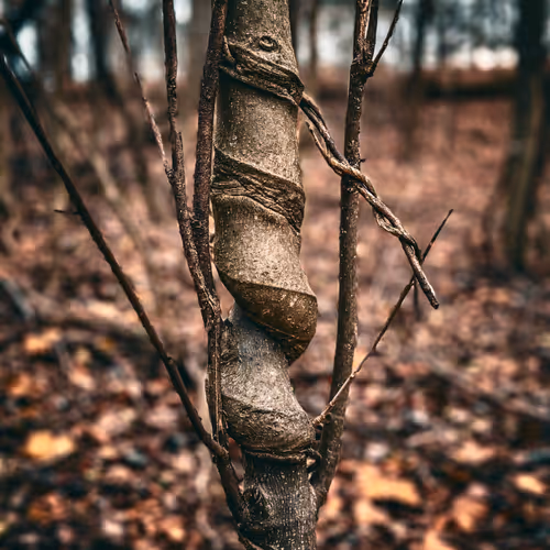 Twisted Tree