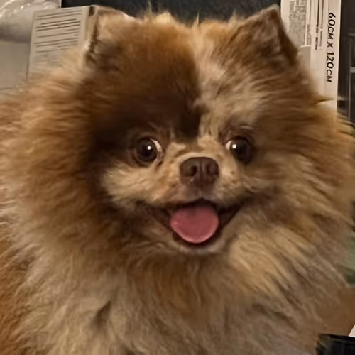 Based Doggo