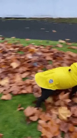 Bulldog Welcomes Fall Joyfully