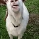 lickgoat