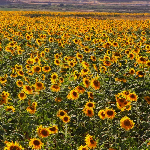 Sea of Suns