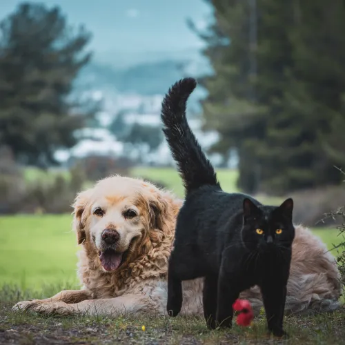 The Happy and The Furious