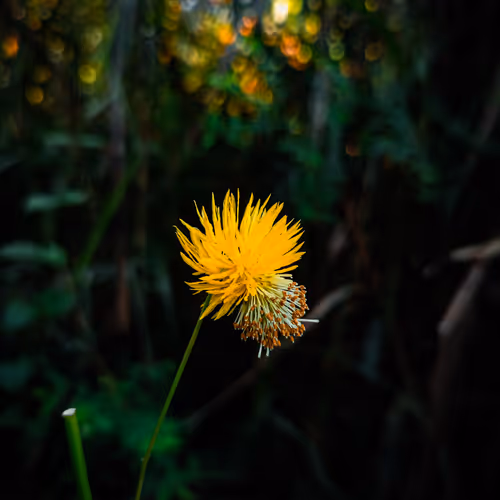 Macro Phonegraphy of Plants