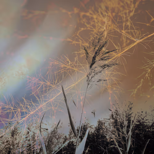 Shattered Wilderness