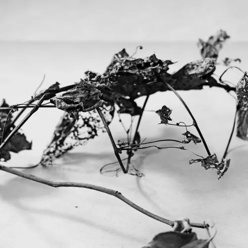 _entwined