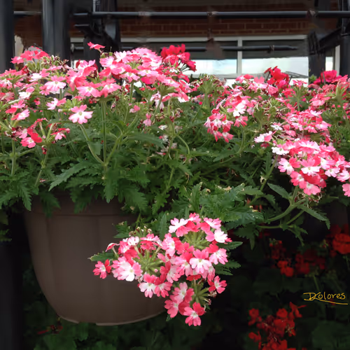 Pink Verbena