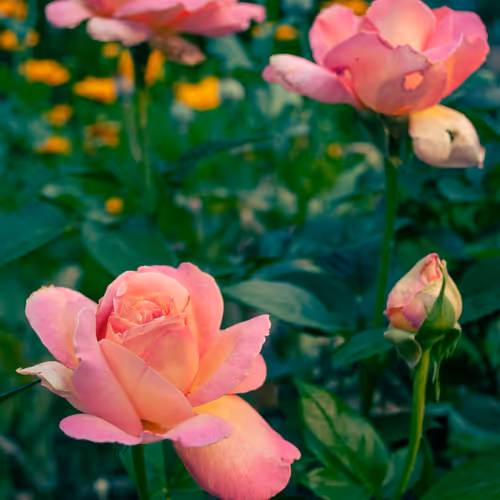 flora files