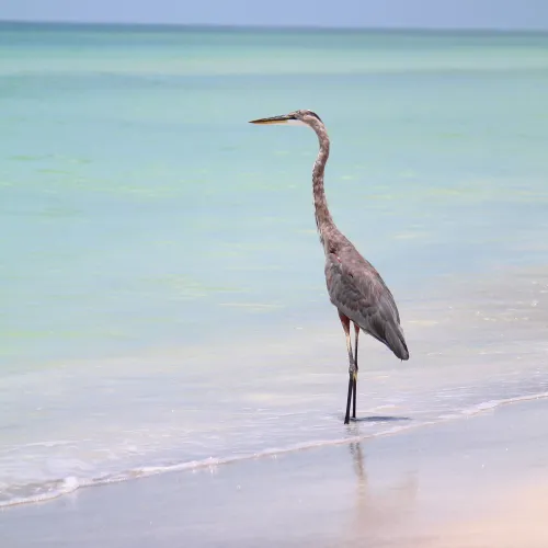 Gulf of MEXICO
