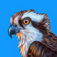 Osprey Club