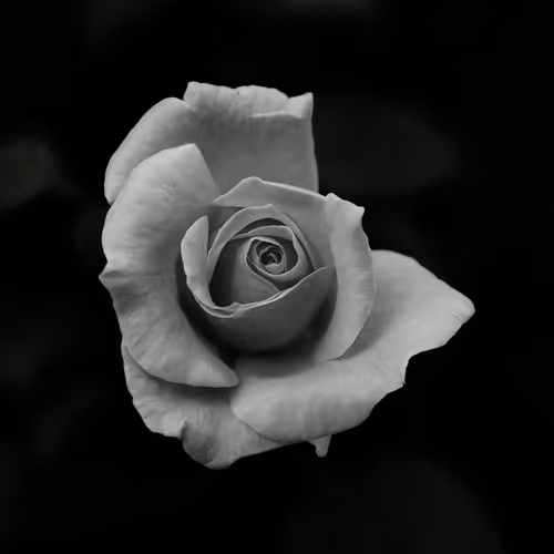 The Quiet Bloom????