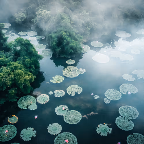 Silence of Jungles