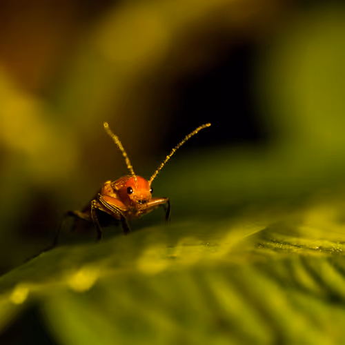 Little Fella