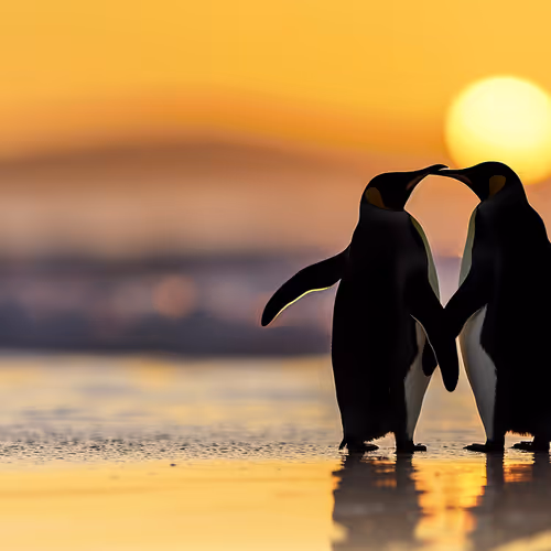 Love Is In the Air