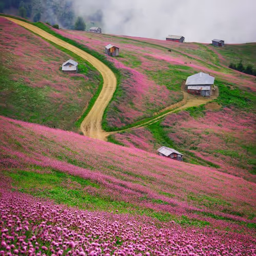 pink hill