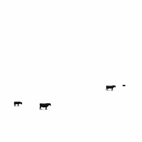 ai cow