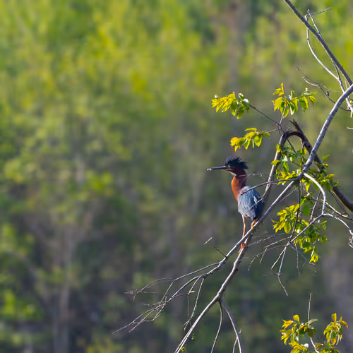 Green Heron