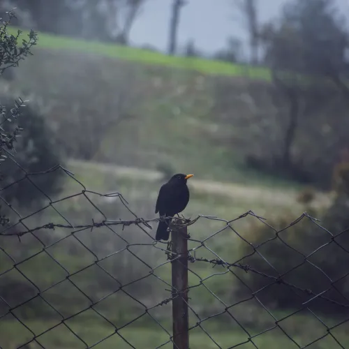 Turdus Merula
