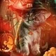 Halloween Cat Witch