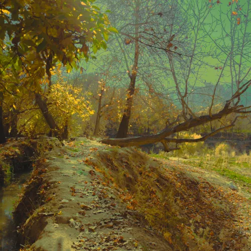 Fall 2013 (Shiraz)