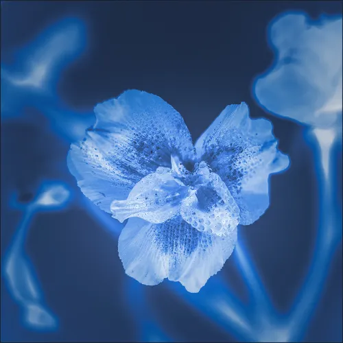 Cyanotype Flower