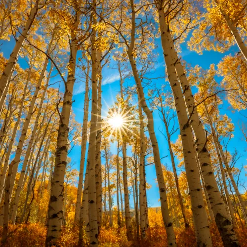 Blue and Yellow
