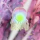 Jelly Fish Medusa
