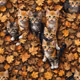 Autumn Cats