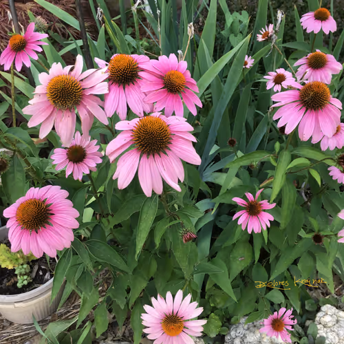 Pink Coneflowers
