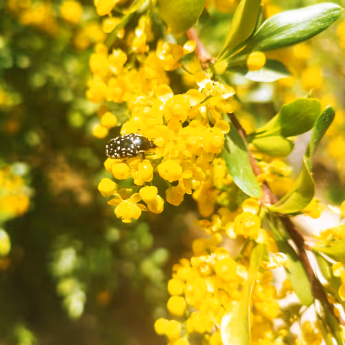 Barberry tree
