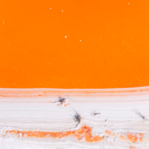 Citrus Sea