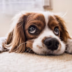 Element-Medien-Platzhalter