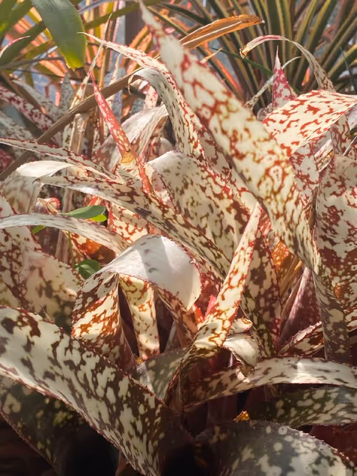 Item #500020703 Media