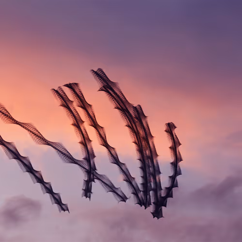 Xavi Bou: Ornithographies
