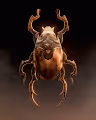 The Scarab by aeforia x Haywyre
