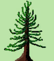King of the Forest