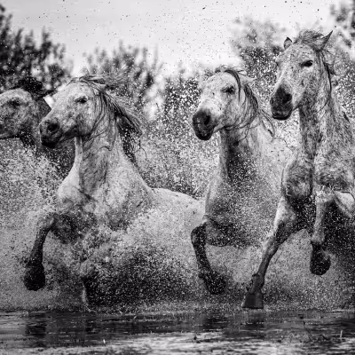 The Galloping Quartet by Masis Usenmez