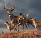 Wild Animal Art