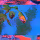 virtual floriculture
