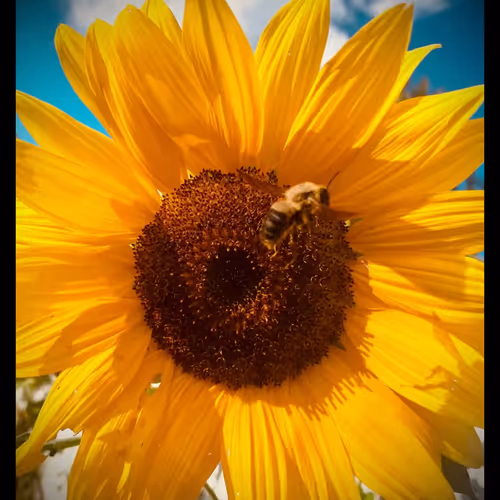 Poetic Sunflower Collective