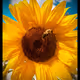 Poetic Sunflower Collective
