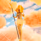 Faebe